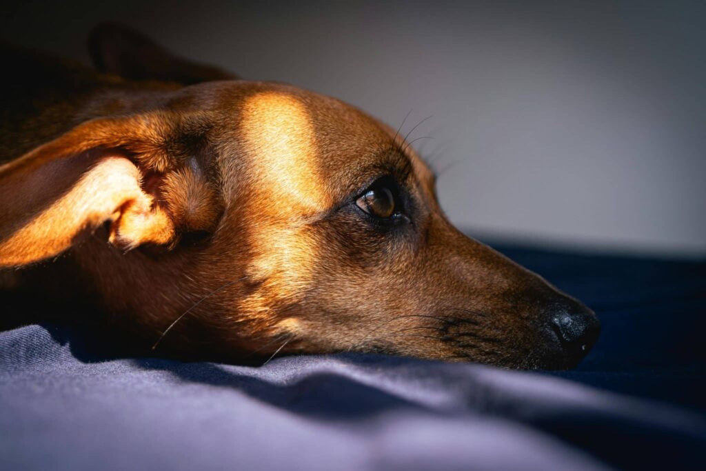 Blog banner oorontsteking hond