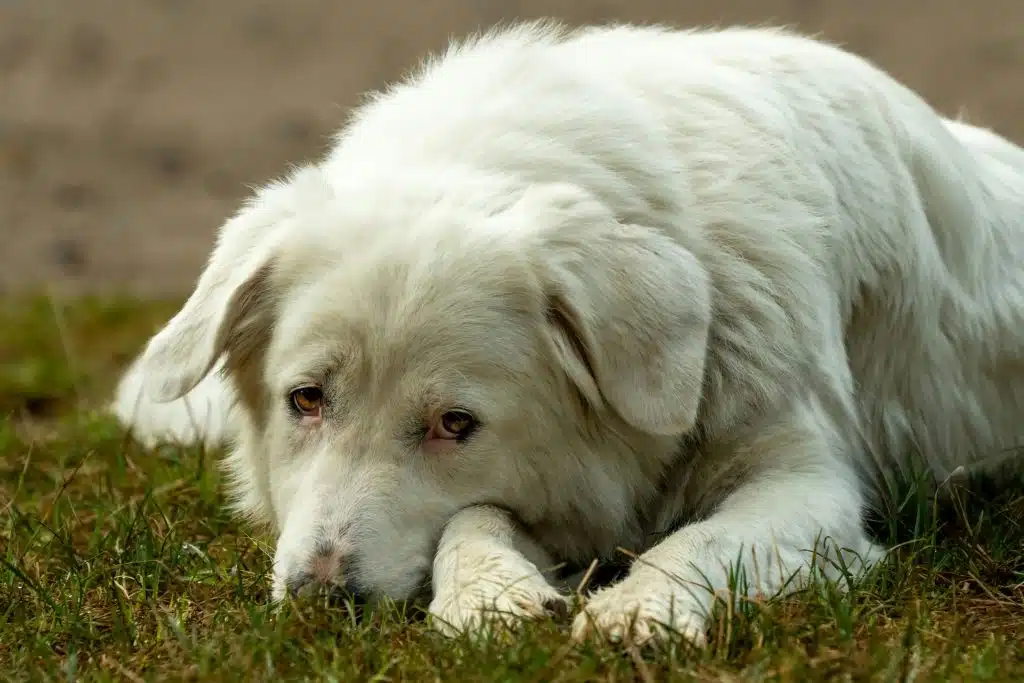 Hoe kan een hond hondsdolheid krijgen