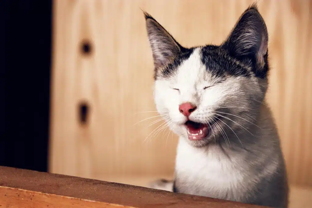 Wanneer is gedragstherapie voor katten nodig