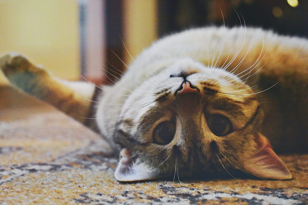 gedragstherapie voor katten blog banner