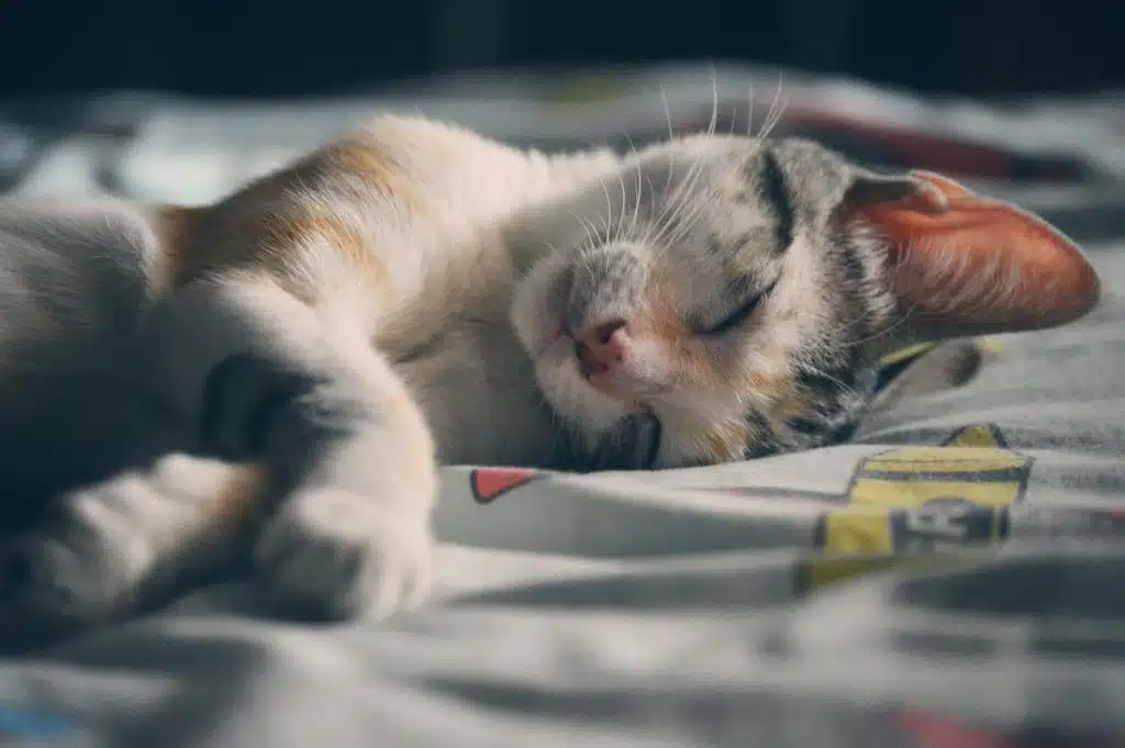 hoe werkt gedragstherapie voor katten