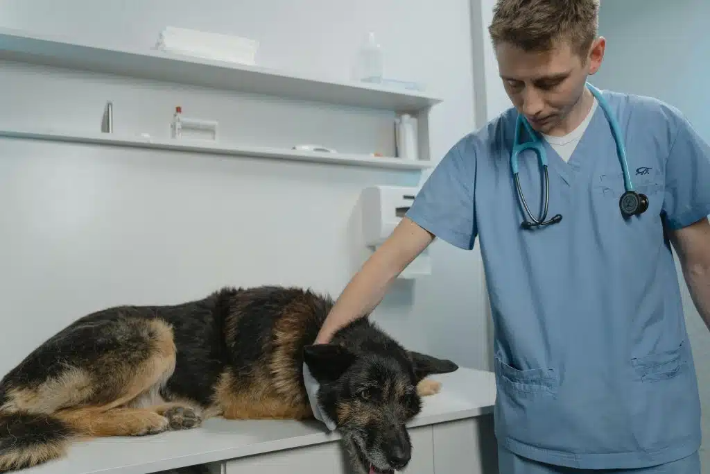 hond inenten rabiës