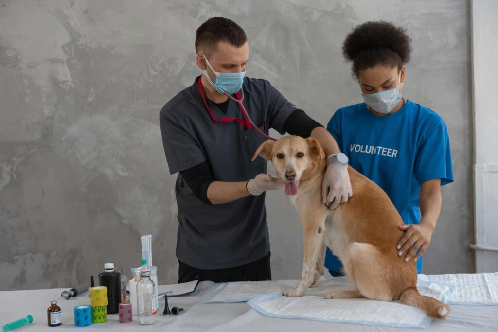 hondsdolheid vaccinatie hond blog banner