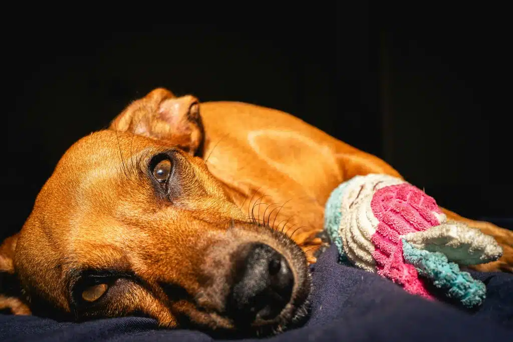 symptomen oorontsteking hond
