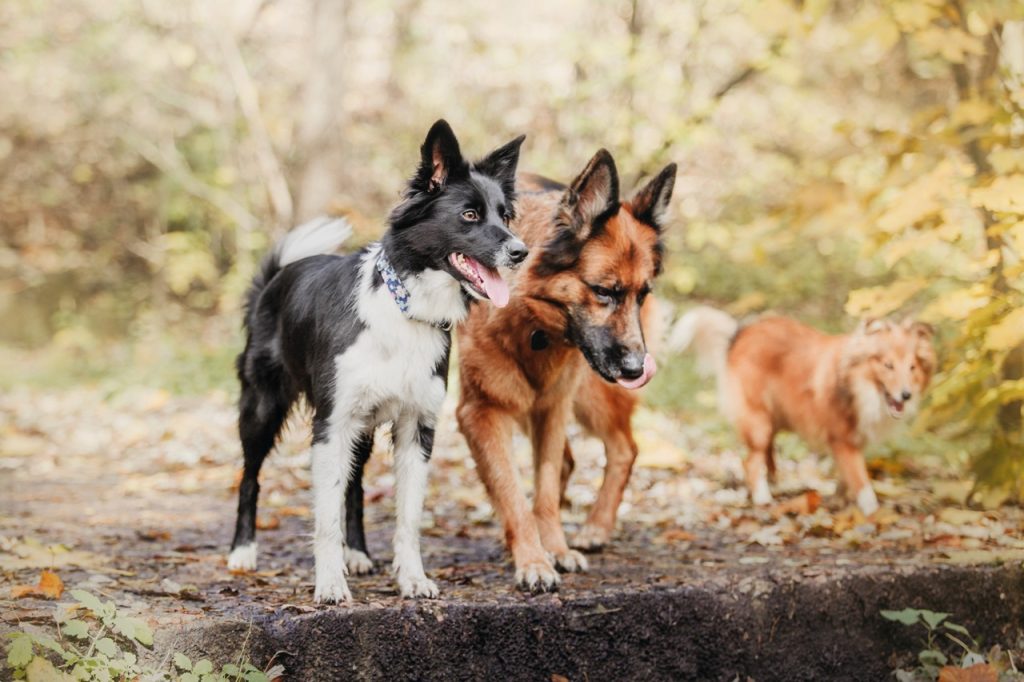 huisdieren honden