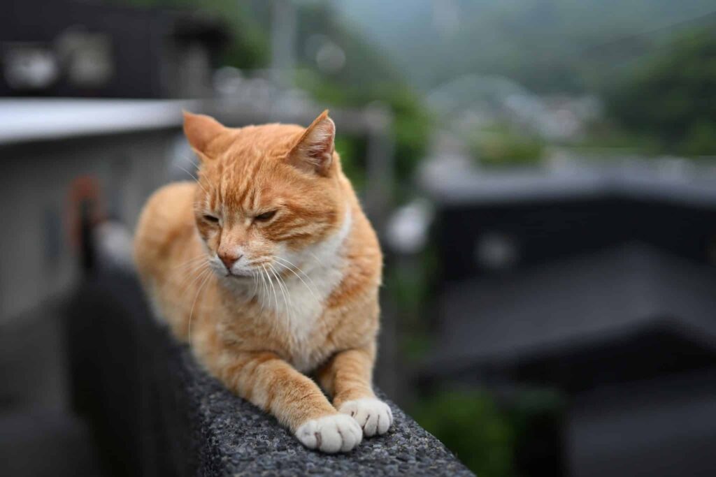 Kat begraven blog banner dierenverzekeringvergelijken