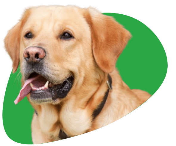 Labrador Retriever verzekeren