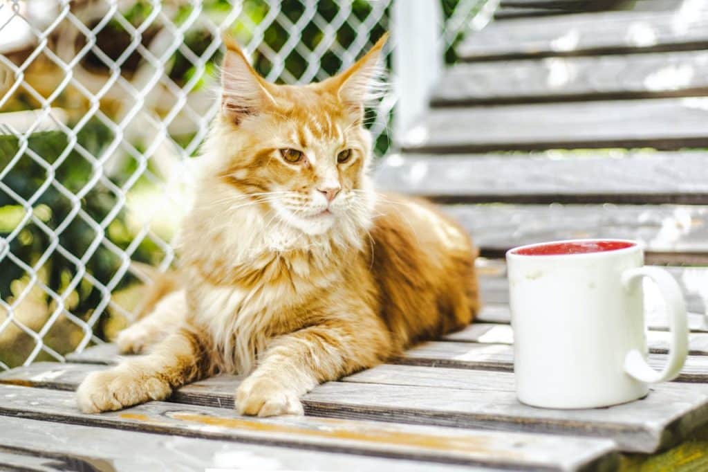 Verzekerde Maine Coon