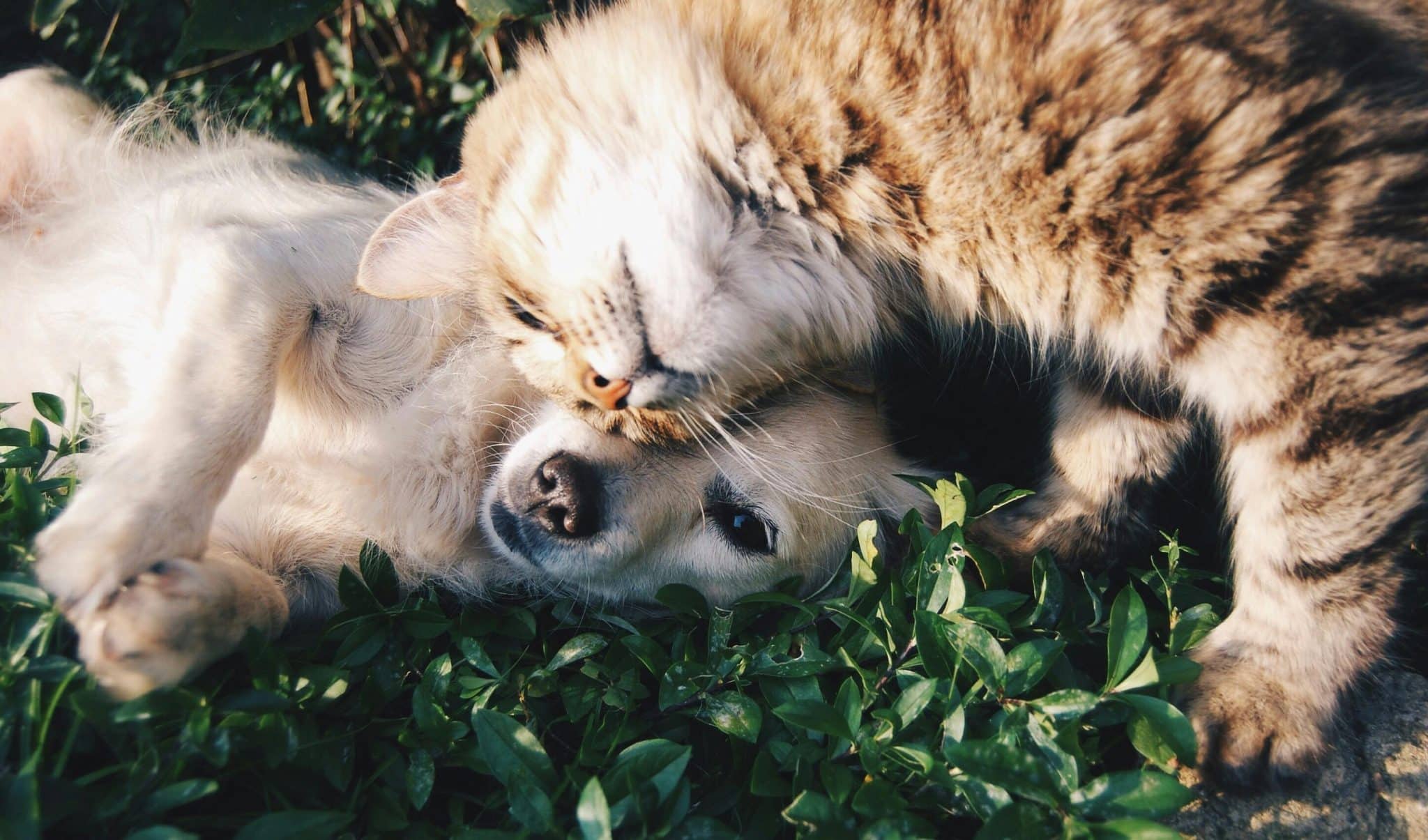 blog banner 7 belangrijkste voorwaarden dierenverzekering