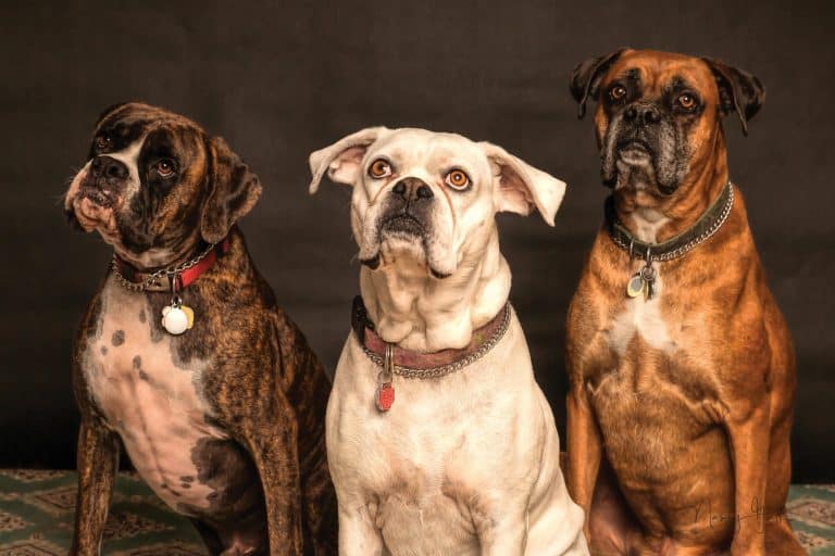 blog banner wat wordt wel en niet vergoed door een dierenverzekering