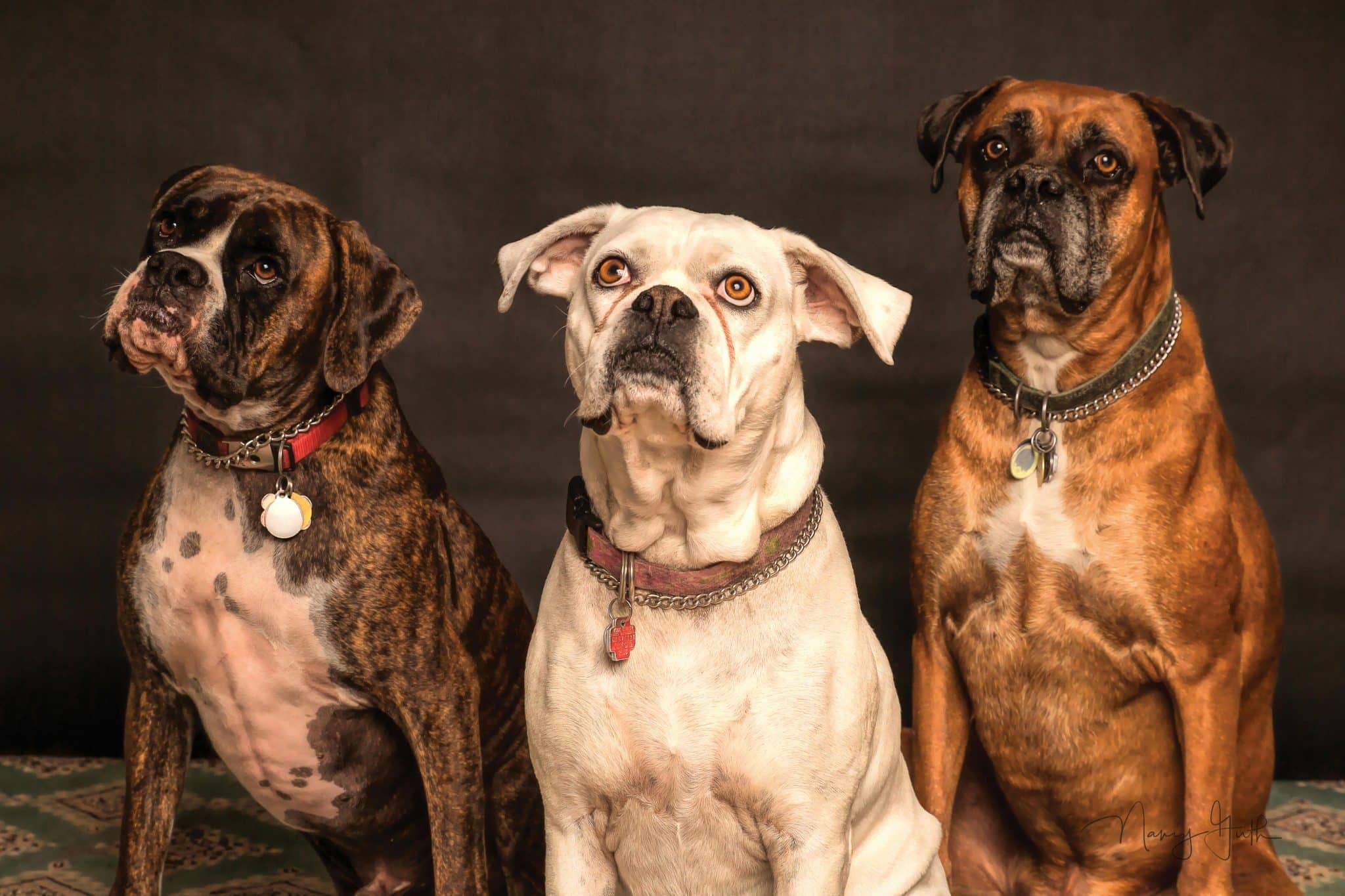 blog banner wat wordt wel en niet vergoed door een dierenverzekering