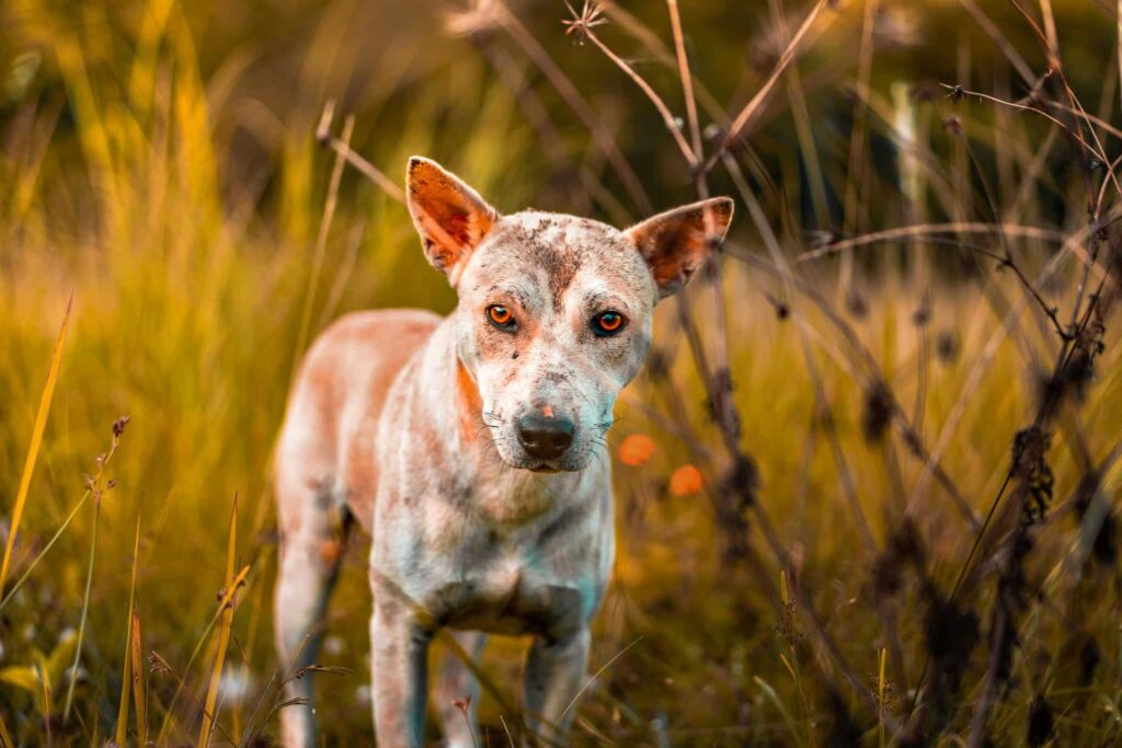 hond met huidproblemen blog banner