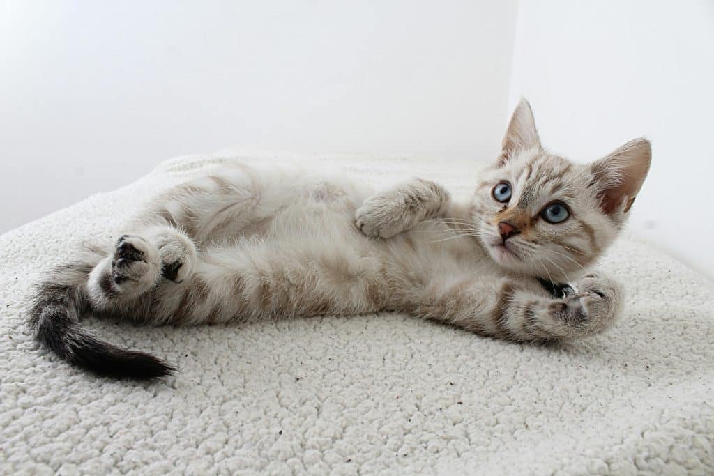 natuurlijke behandeling van ringworm bij katten