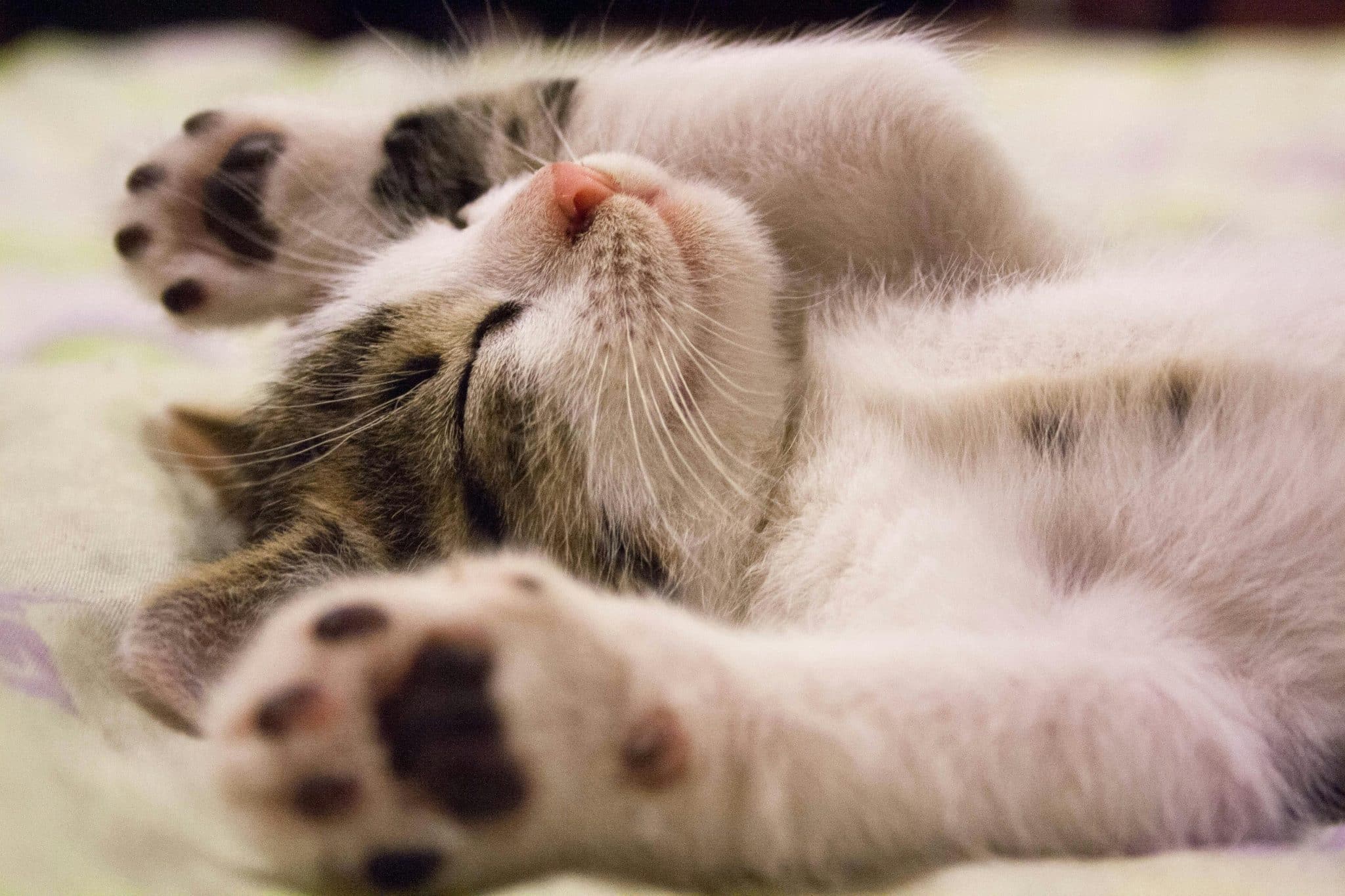 oudere kat verzekeren blog banner