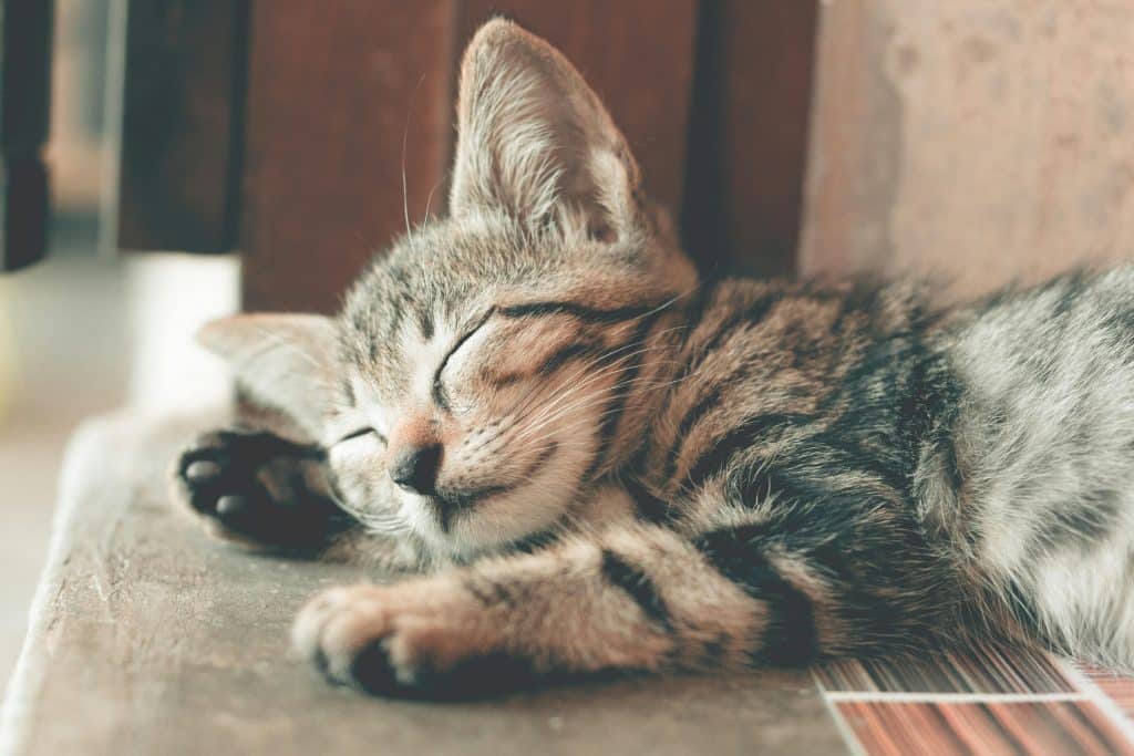 hoe krijgt een kat ringworm