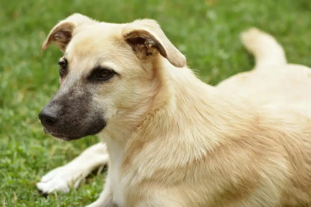 vormen van huidproblemen hond