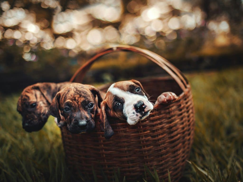 waarom een dierenverzekering