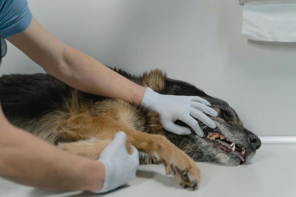 symptomen van addison bij honden