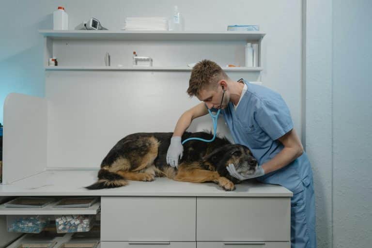 Ziekte van addison hond blog banner