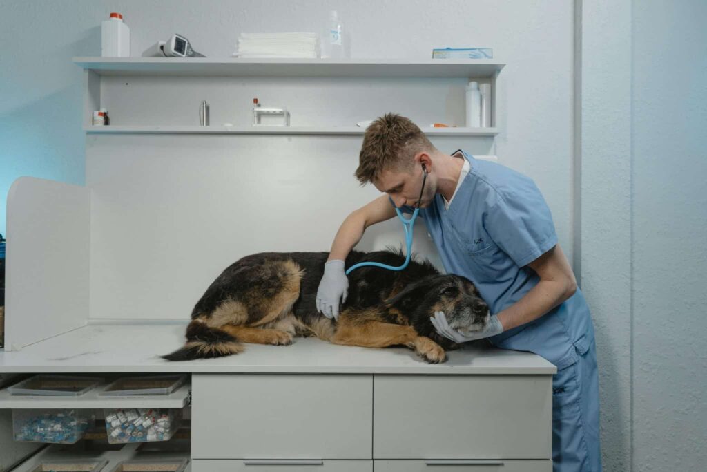 Ziekte van addison hond blog banner