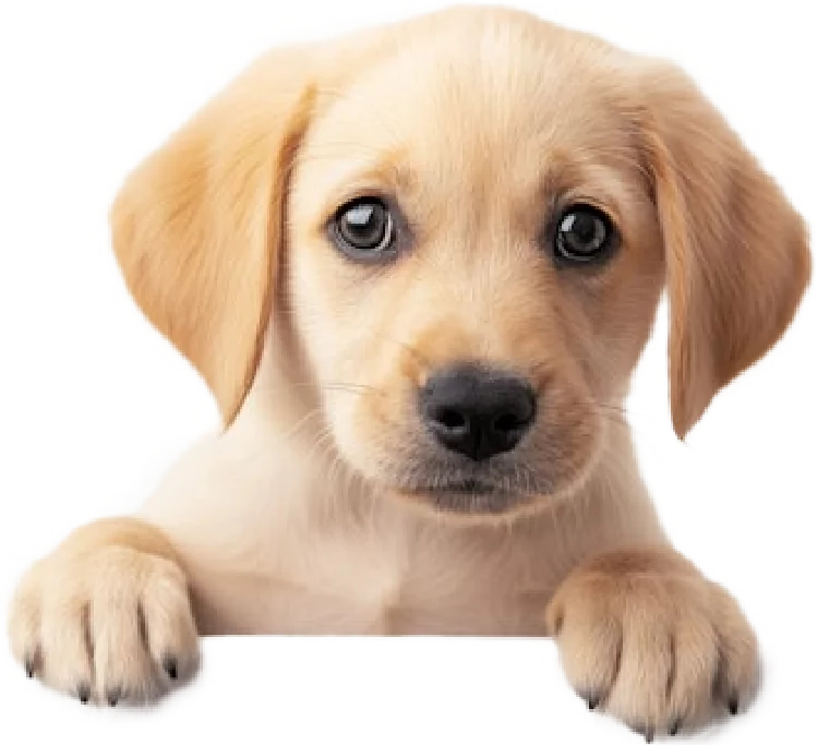 Hond verzekeren