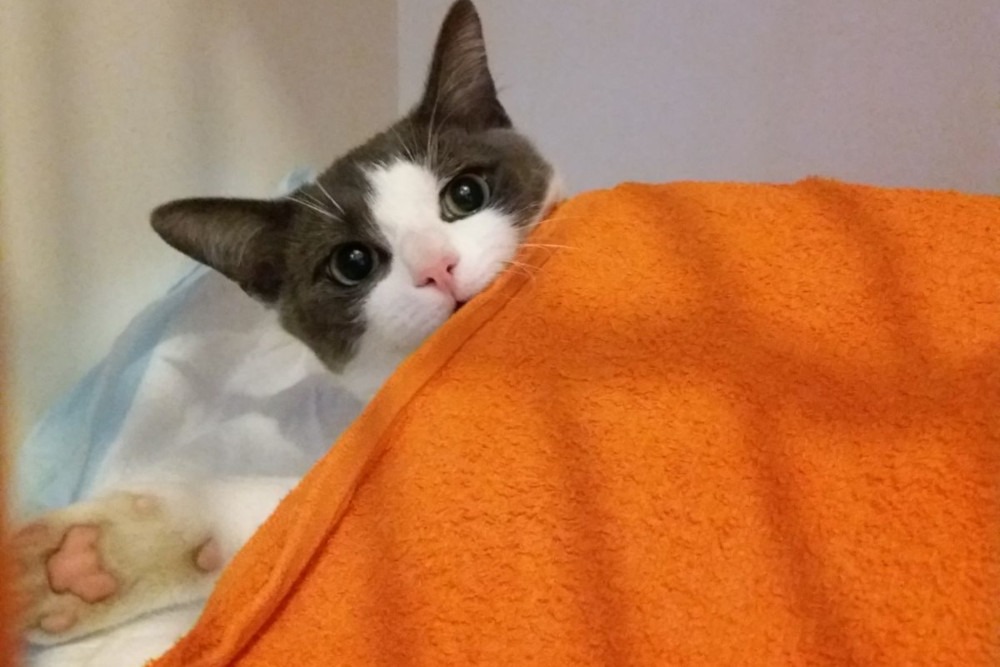 Dierenkliniek Rhenen -2