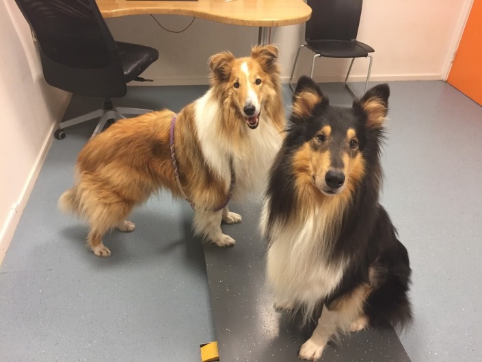 Dierenkliniek Rhenen -3