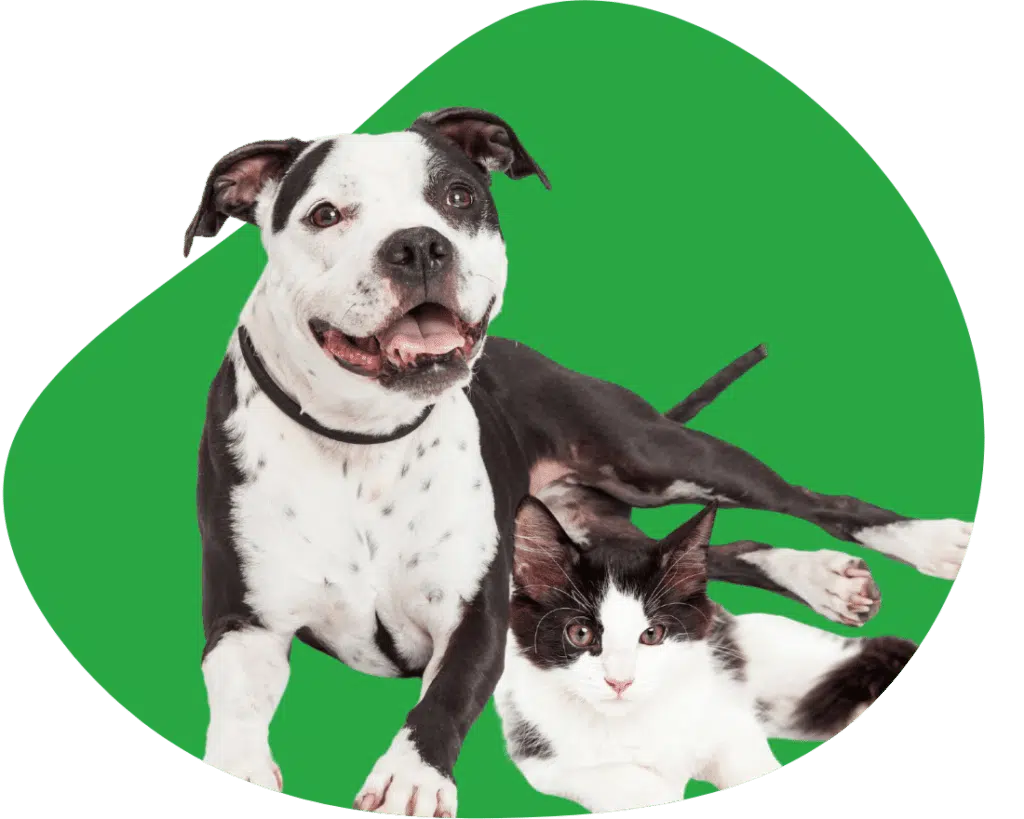 Hond verzekeren in Nederland