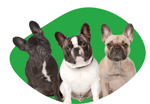 three-french-bulldogs