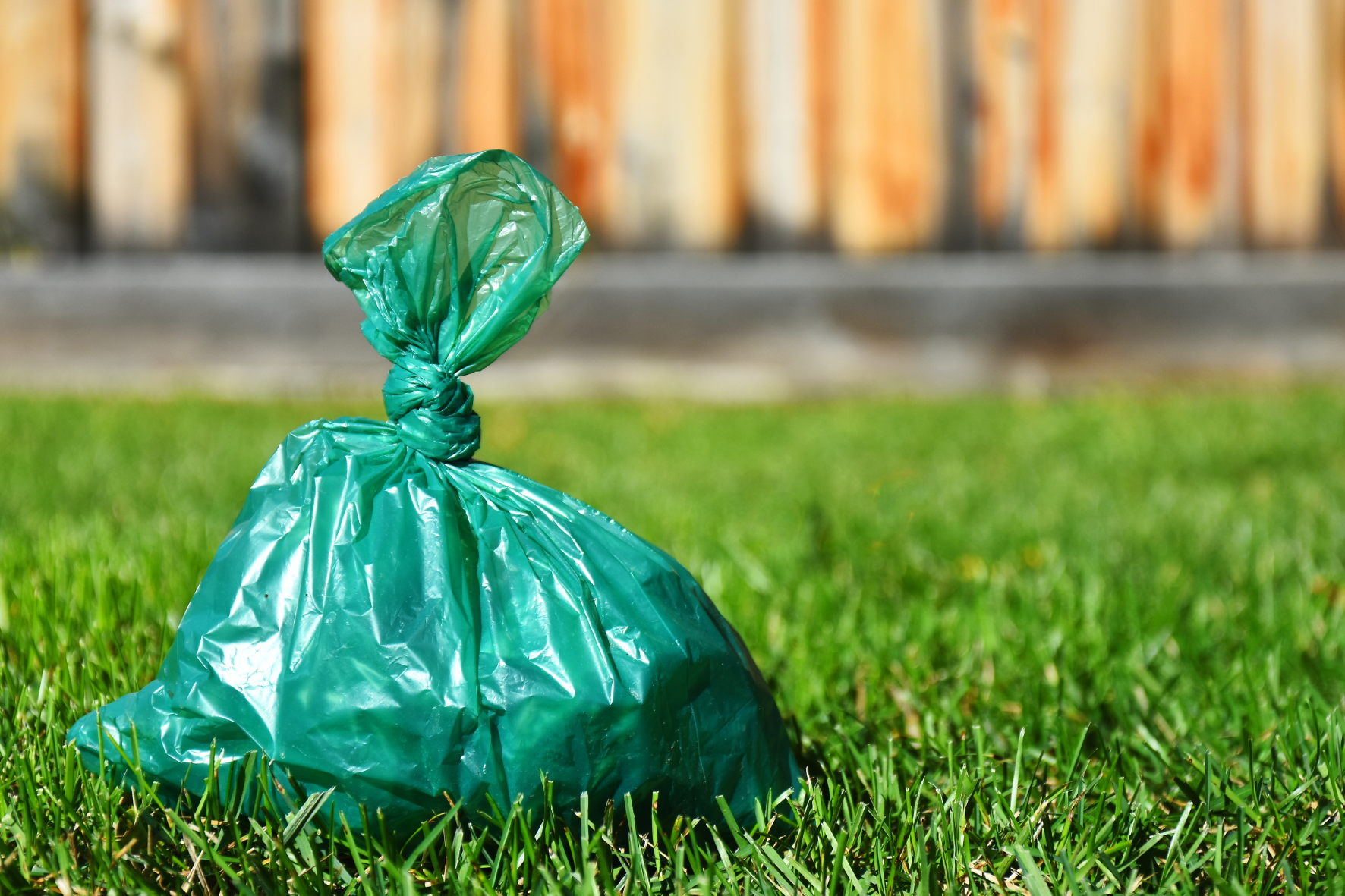 Ontlasting onderzoek hond