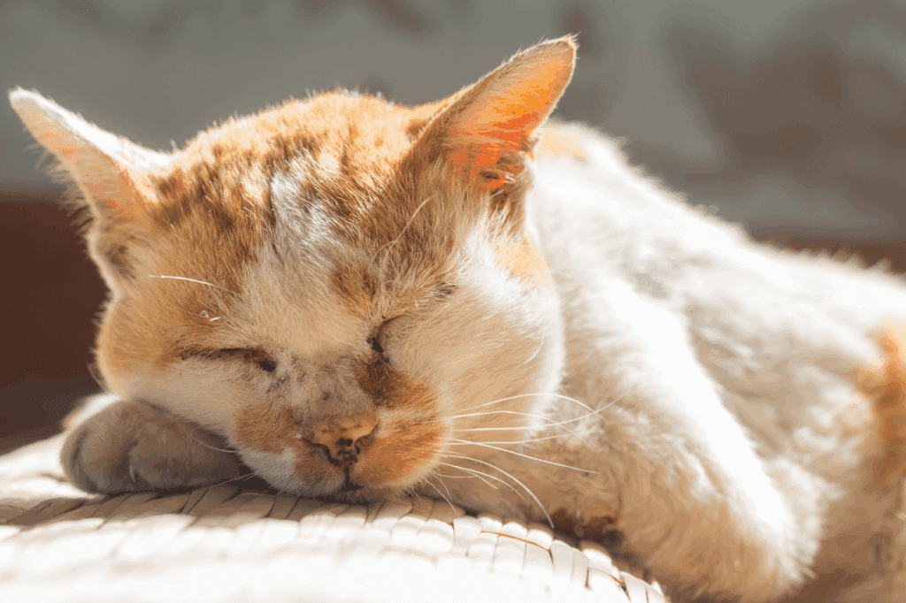 Kanker bij katten