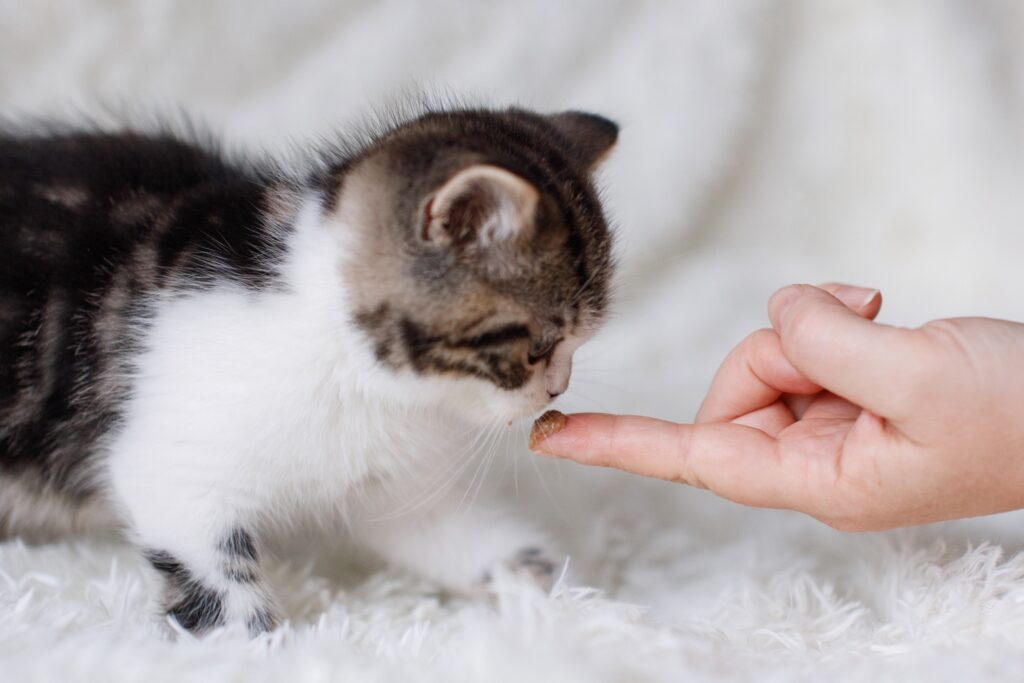 Kat ontwormen kosten