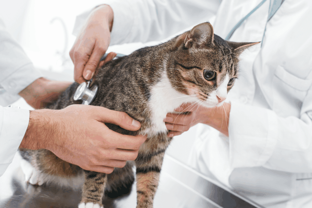 MRI scan kat kosten