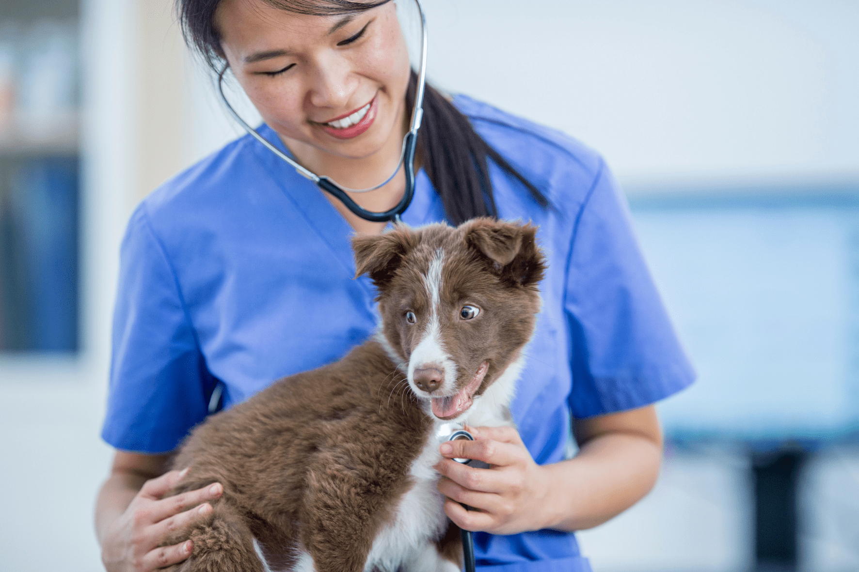 Kosten ontwormen hond dierenarts