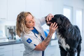 Ranzijn Dierenarts Almere