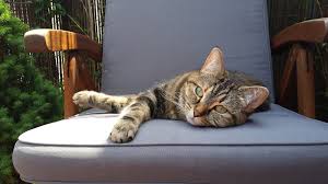 AniCura Dierenkliniek Oss