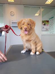 Dierenkliniek Waalwijk