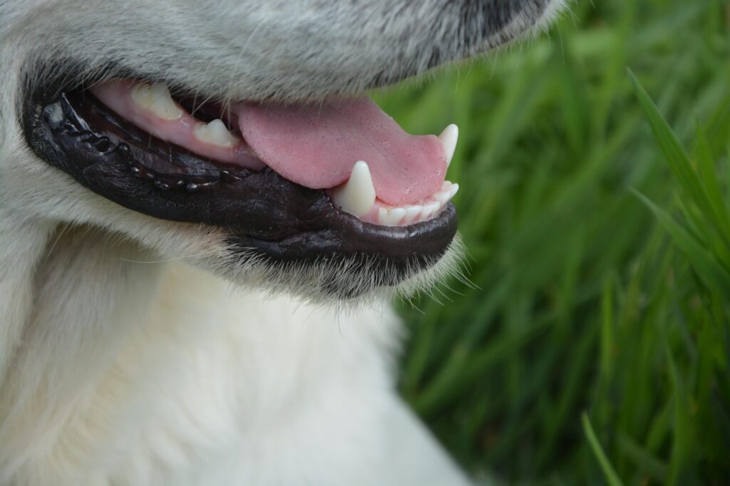 Tandsteen verwijderen hond Dierenverzekering