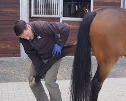 Veterinary Center New Hanse