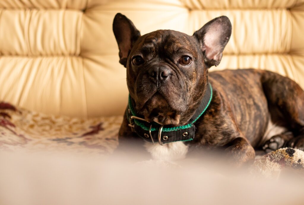 Benodigdheden Hoe duur is een Franse Bulldog
