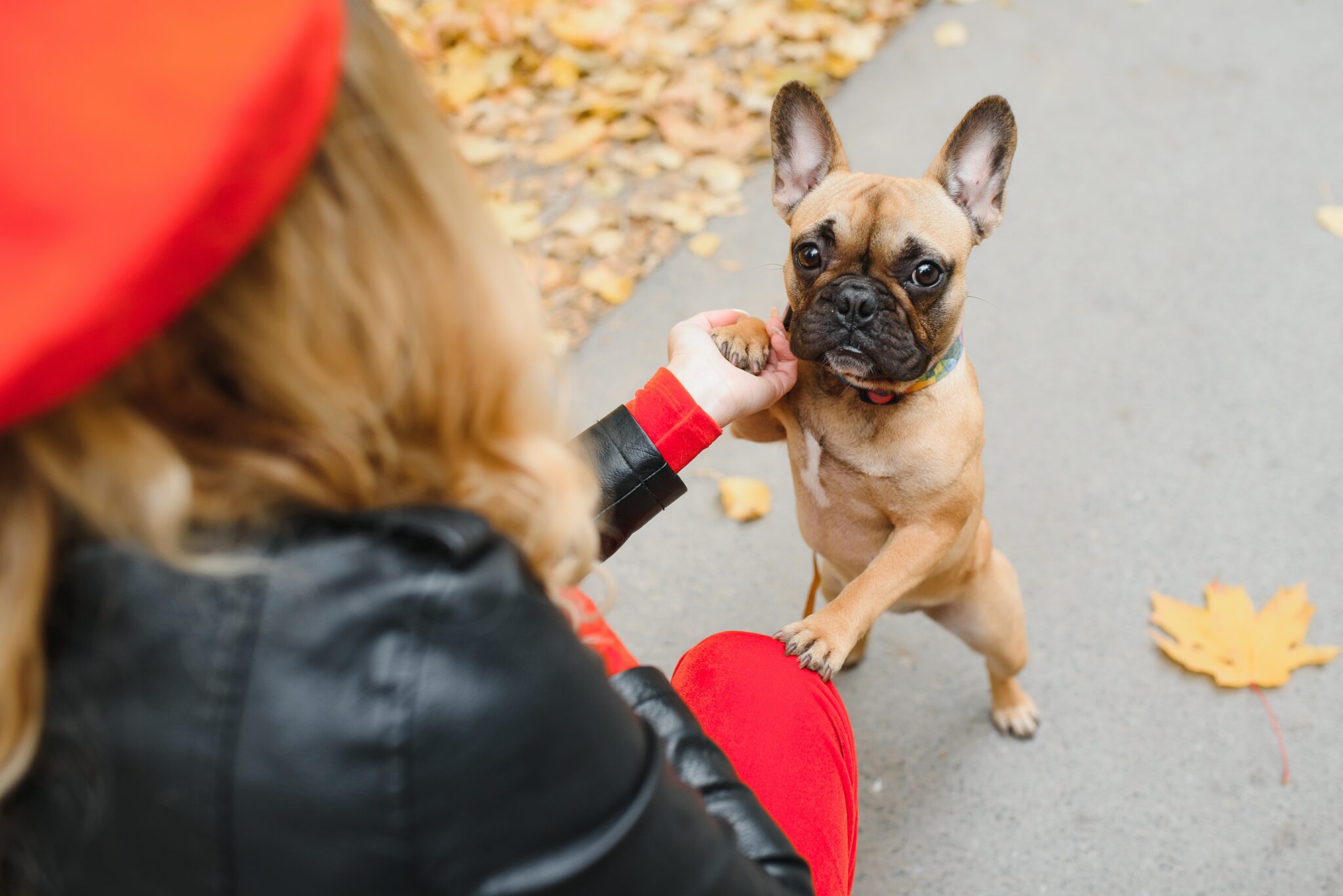 Hoe duur is een Franse Bulldog