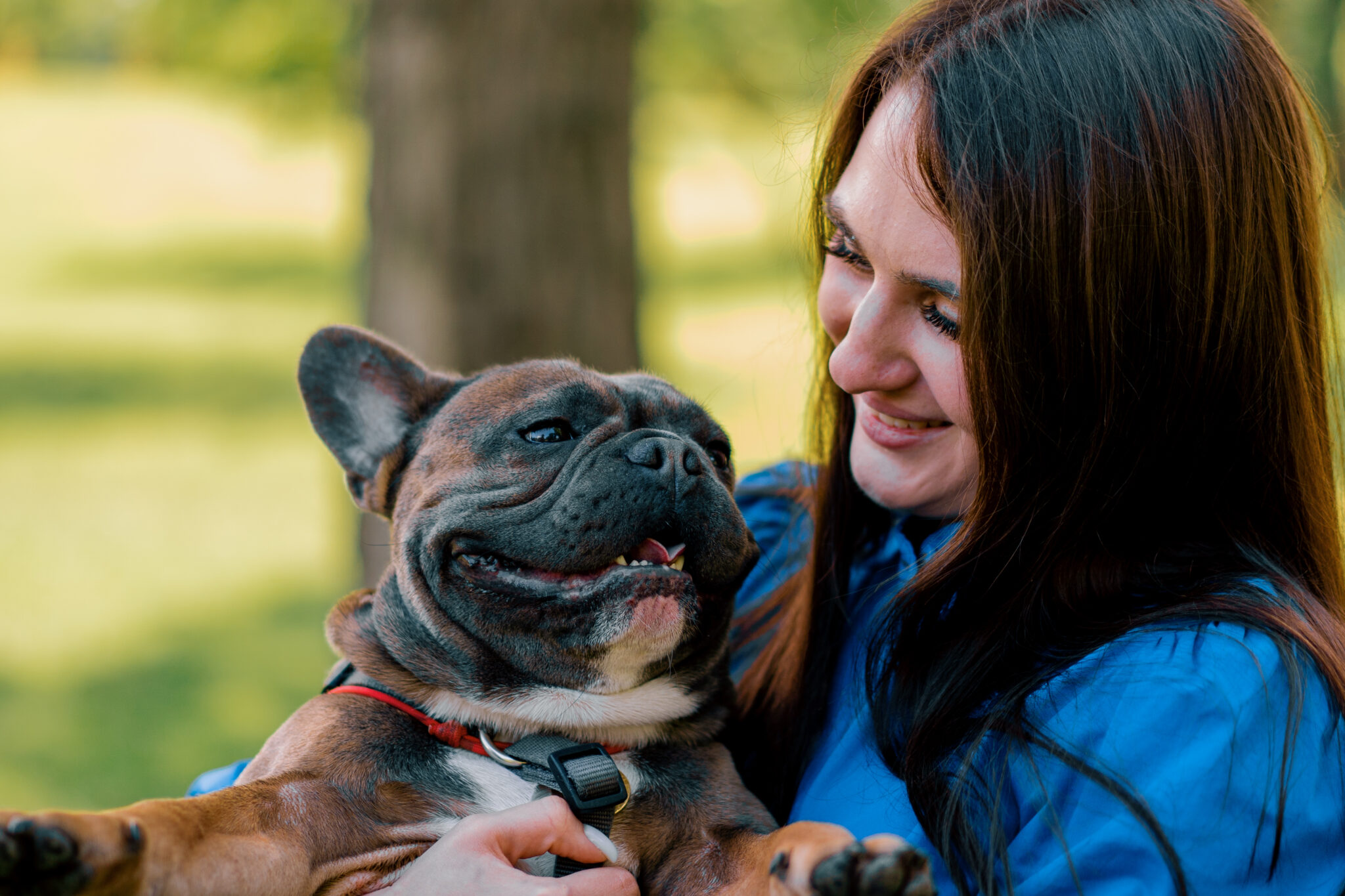 Hoe oud wordt een Franse bulldog