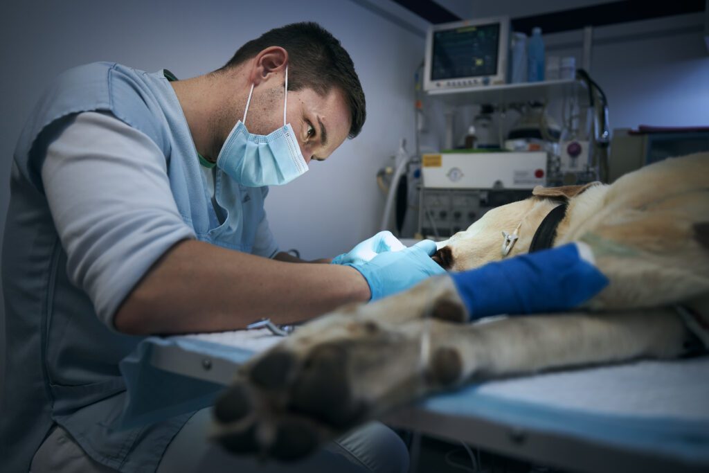 Kruisband operatie hond kosten