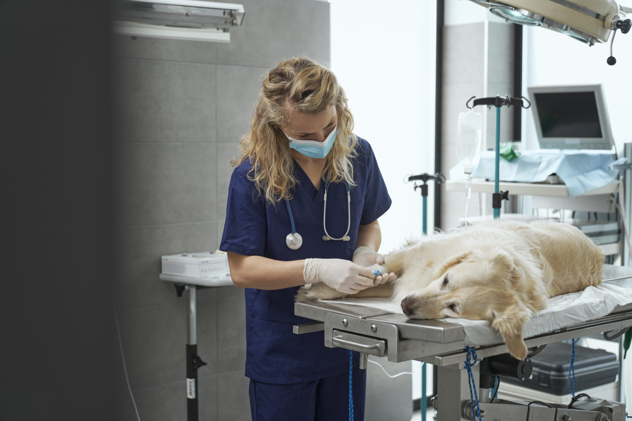Kruisband operatie hond kosten