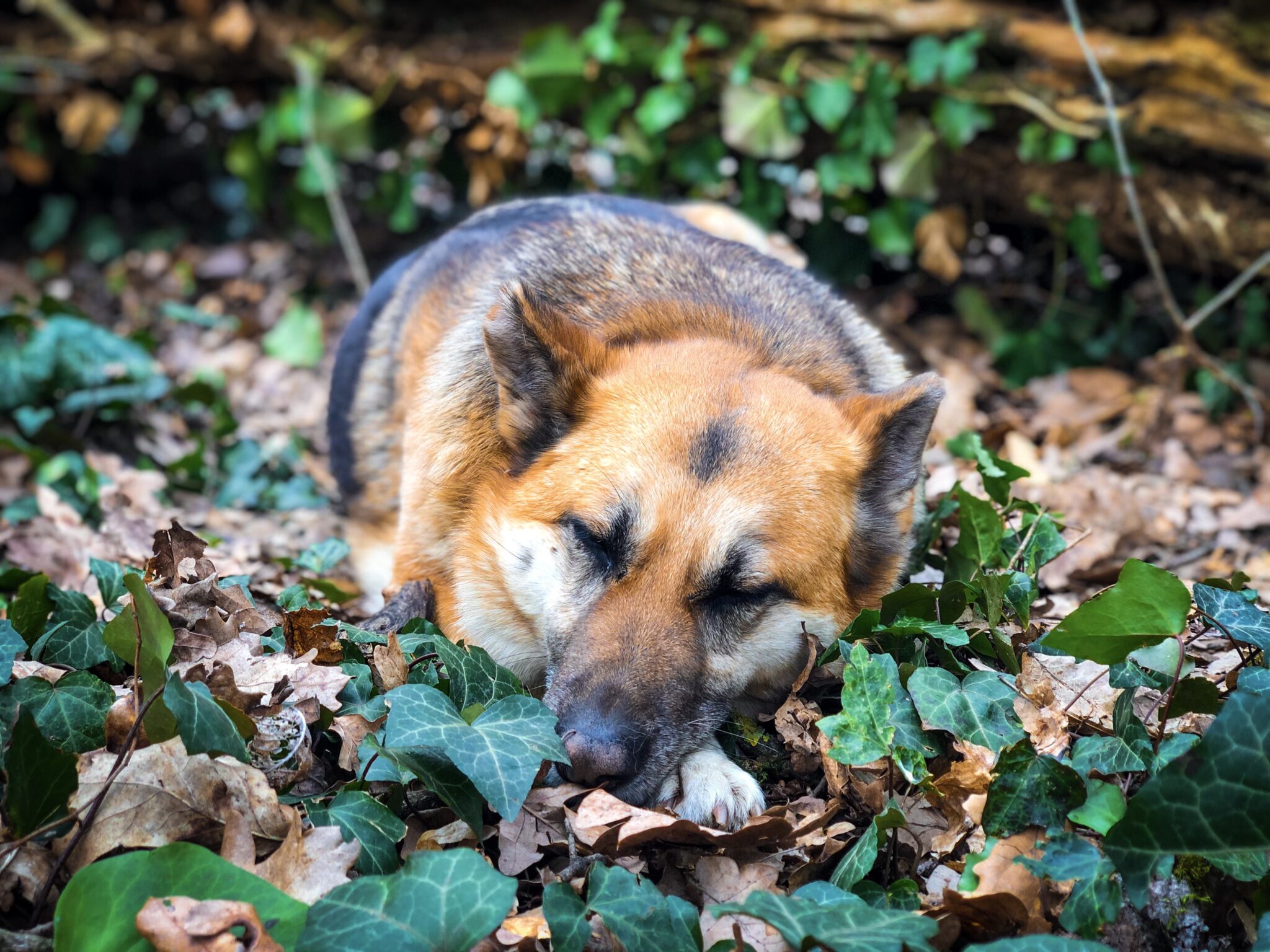 Hond met maagkanteling