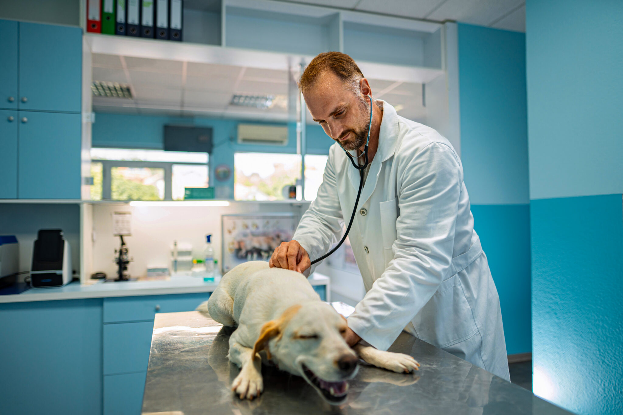 Hond met maagkanteling bij de dierenarts