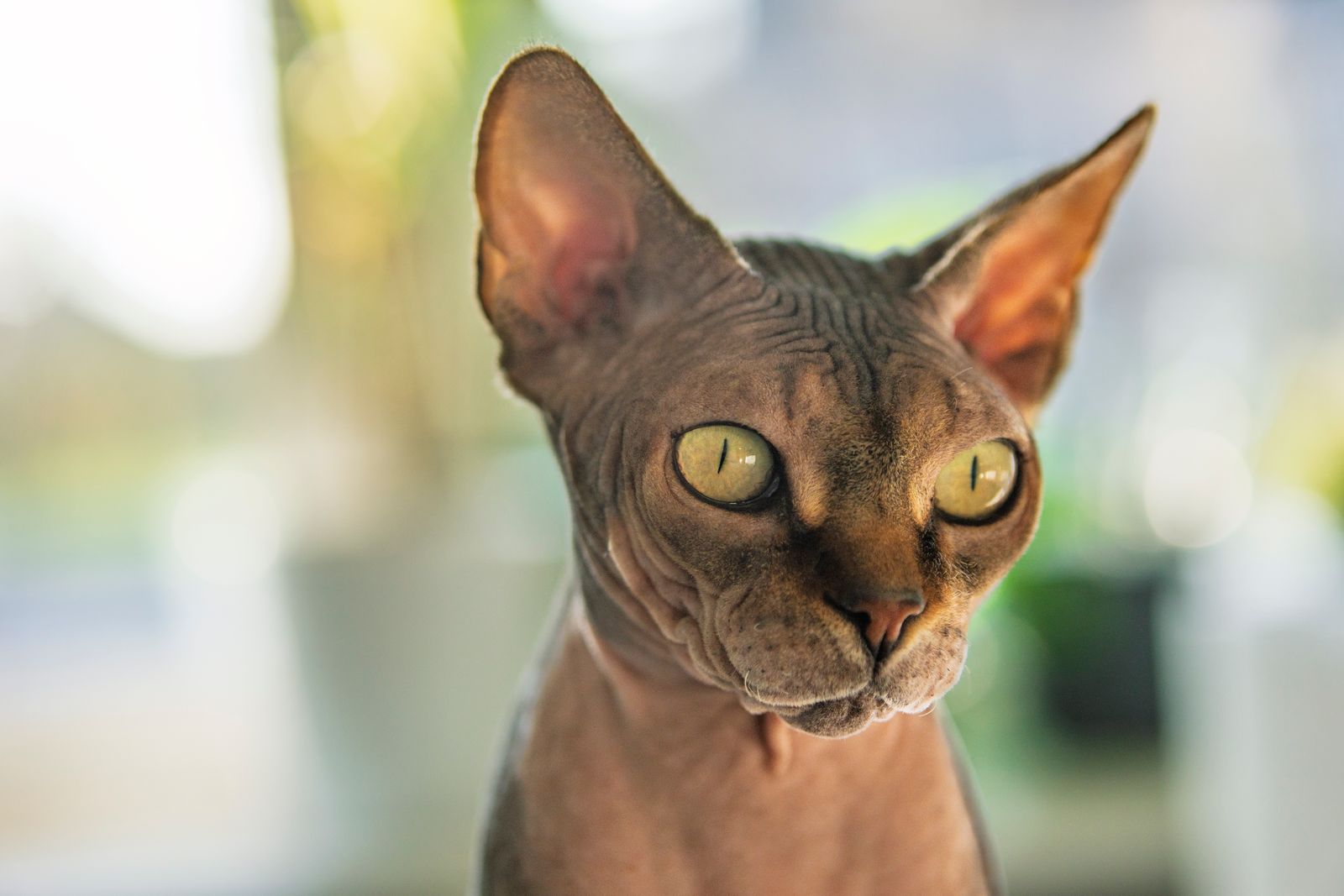 Close-up van een Sphynx, een naaktkat met gerimpelde huid en grote oren. Naaktkatten zijn sinds 1 januari 2026 verboden in Nederland.