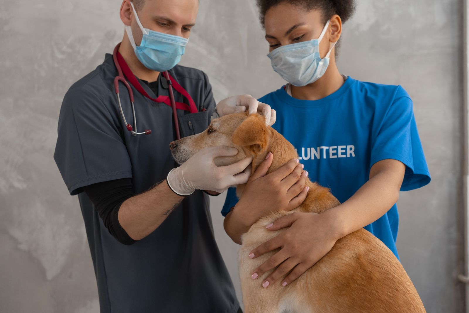 Dierenarts onderzoekt een bruine kortharige hond op de behandeltafel met een stethoscoop.