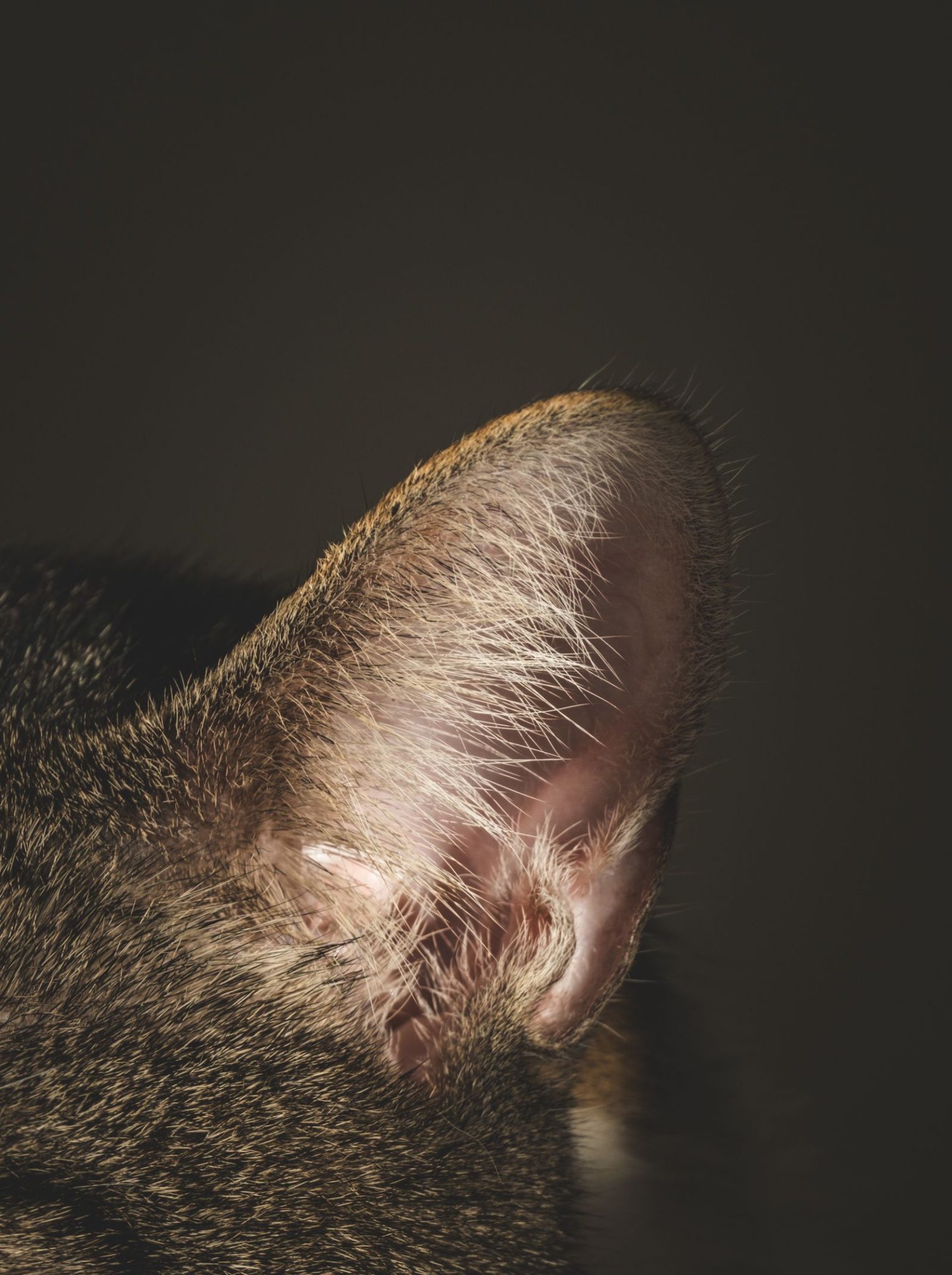 Close-up van het oor van een kat, de plek waar de oormijt Otodectes cynotis zich nestelt.
