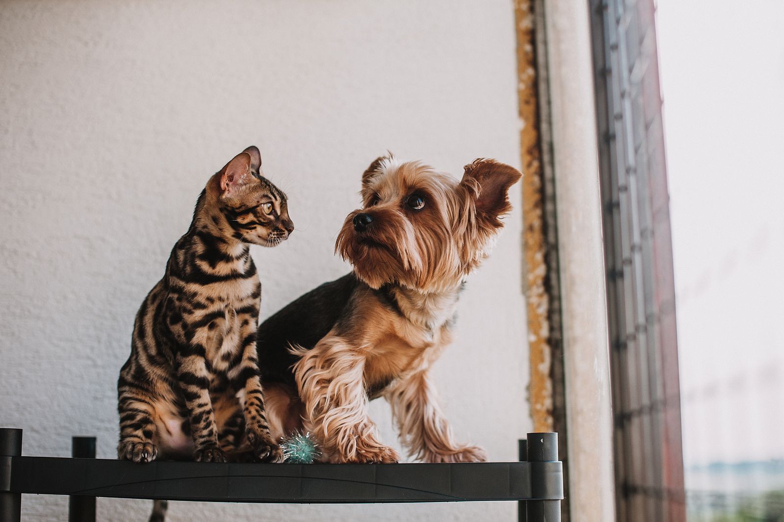 Een hond en een kat naast elkaar op de vloer.